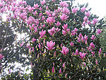 玉兰花