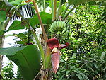 香蕉树