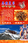西藏冬虫夏草宣传单页【背】