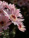 美丽的粉色菊花