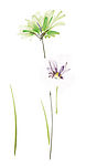 花纹