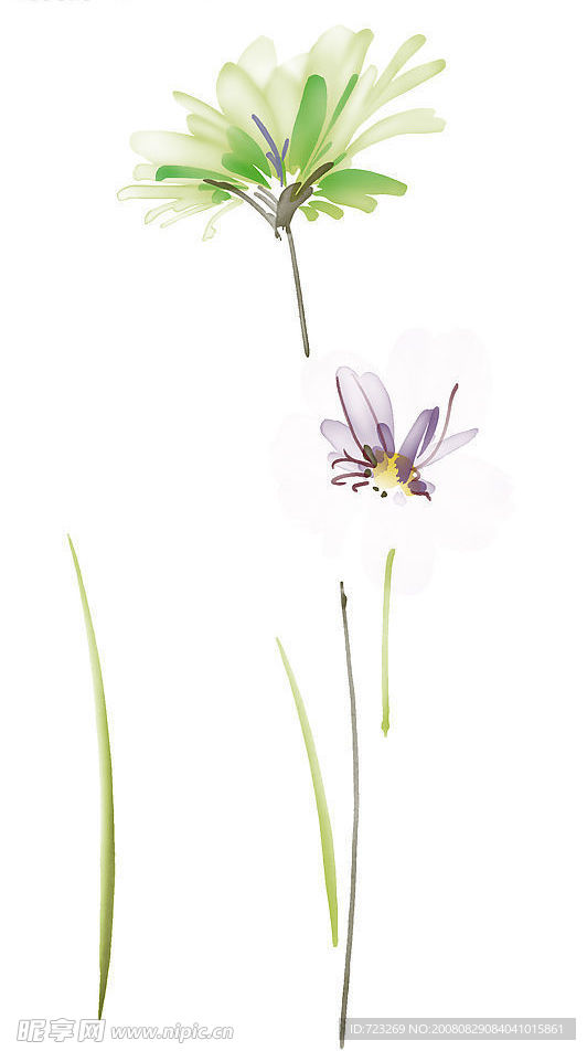 花纹