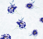 蓝菊花