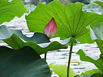 北京后海荷花