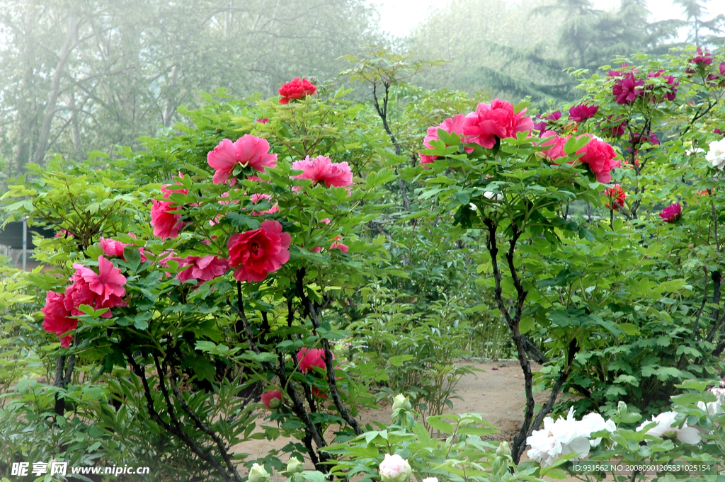 洛阳牡丹