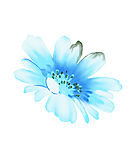 花纹