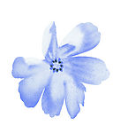 花纹