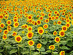 太阳花