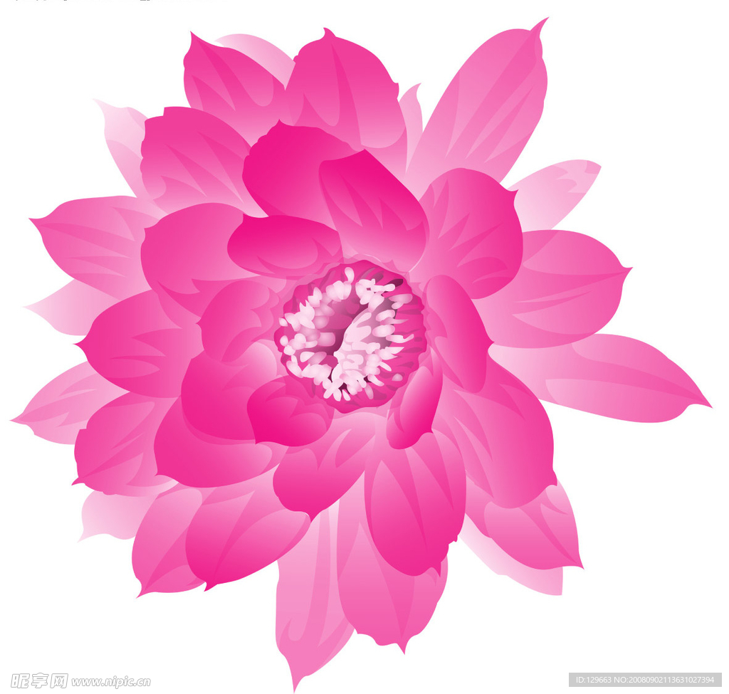 荷花