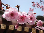 春日桃花