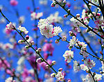 梅花桃花