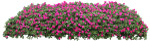 花丛1