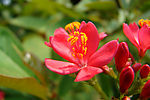 花开灿烂