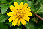 野菊