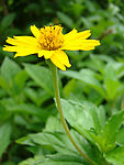 亭亭野菊