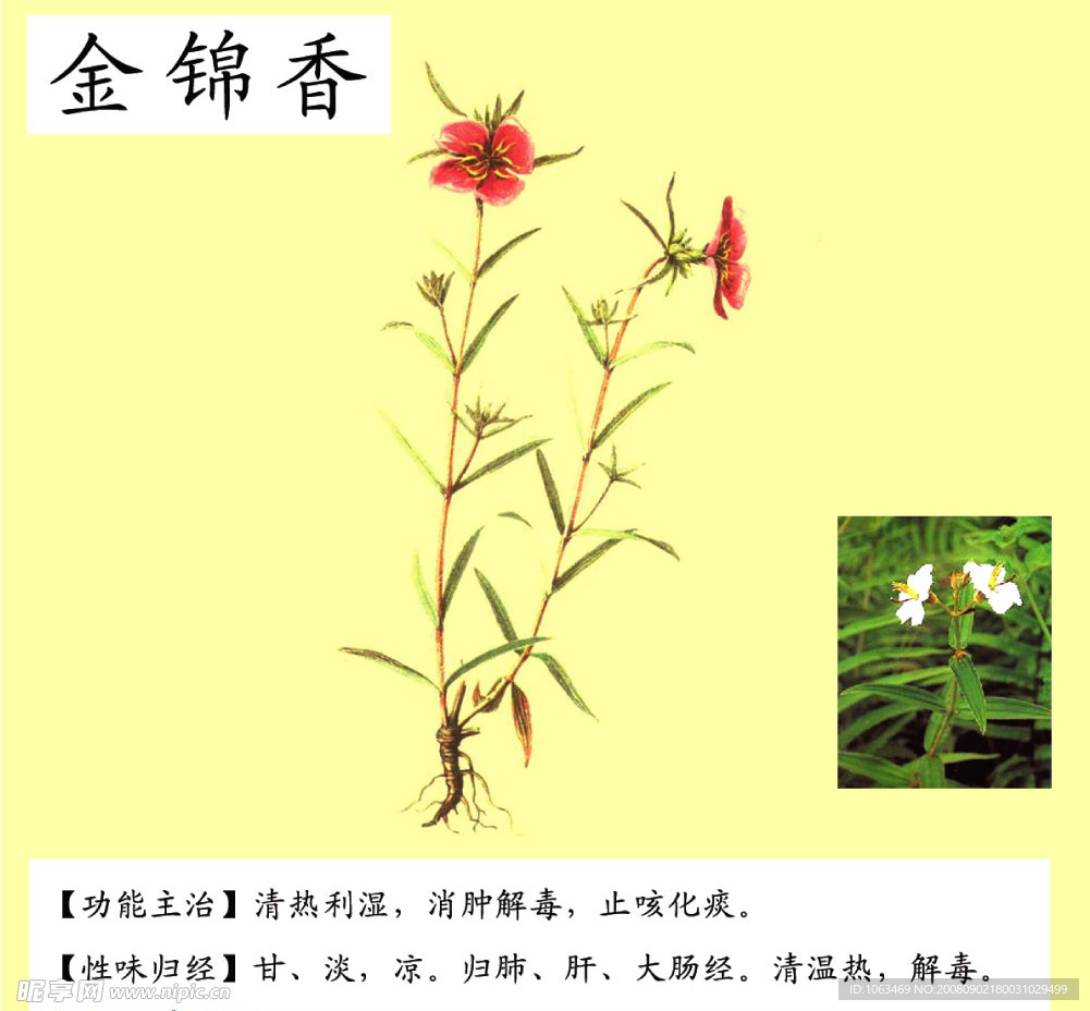 中草药金锦香