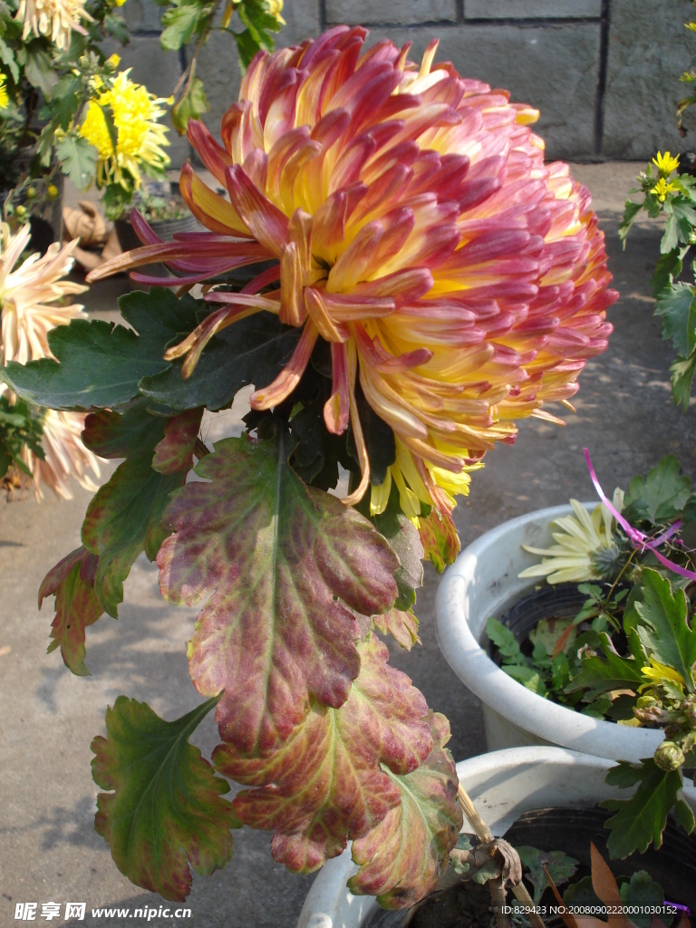 菊花