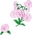 木芙蓉