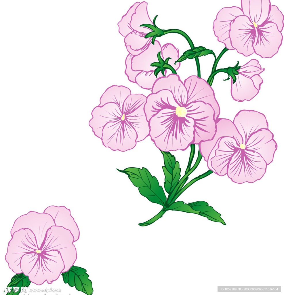 木芙蓉