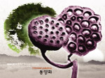 莲子 荷花