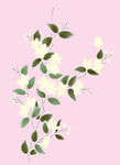 花纹