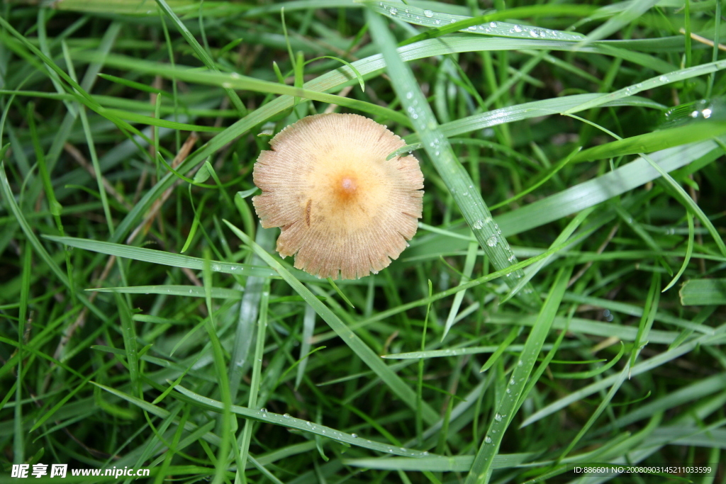 雨中小蘑菇