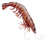 扣好的生猛海虾