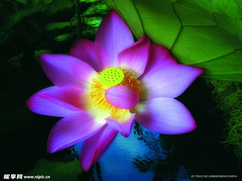 荷花特写