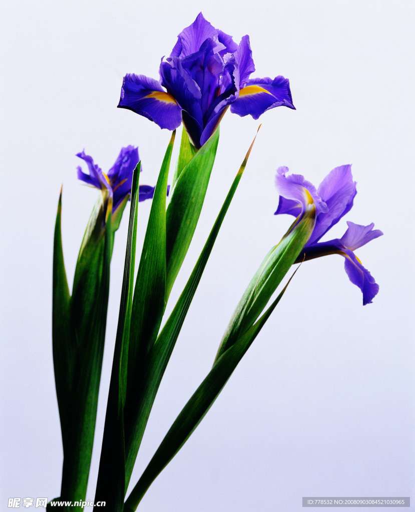 花草