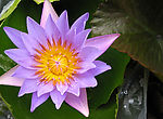 莲花