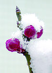 雪中红梅