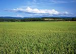水稻 稻 稻田 田园 农家 农田