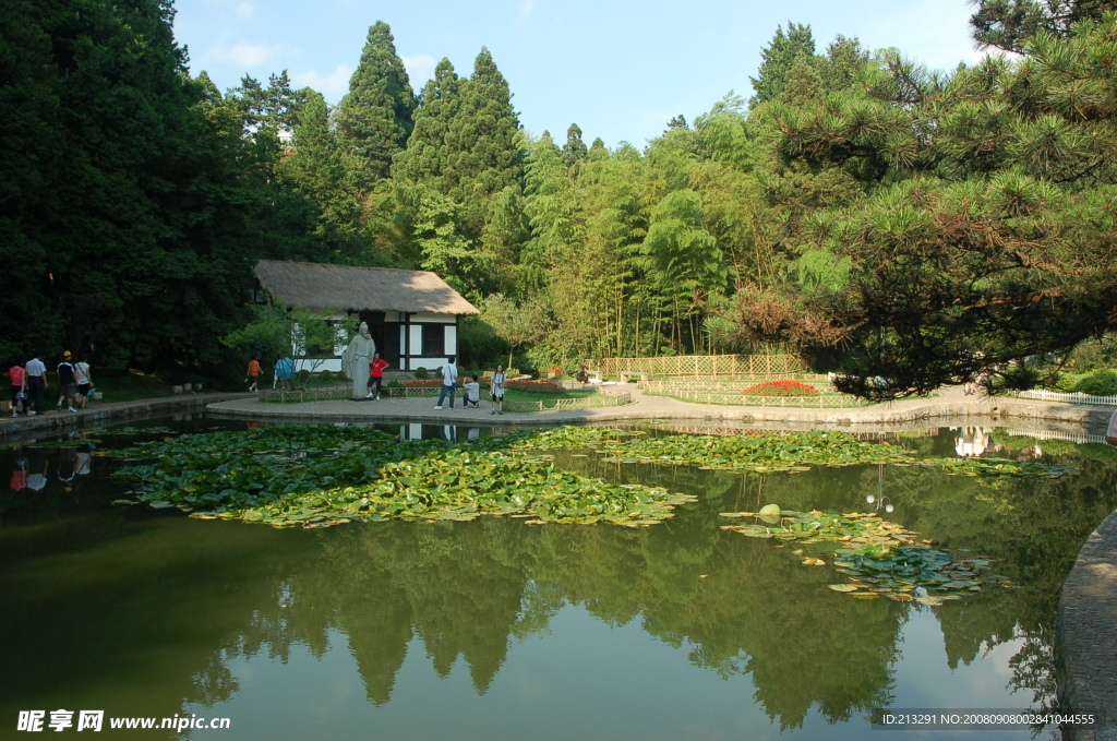 荷塘风景