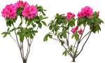 花丛22