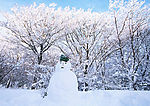 雪地