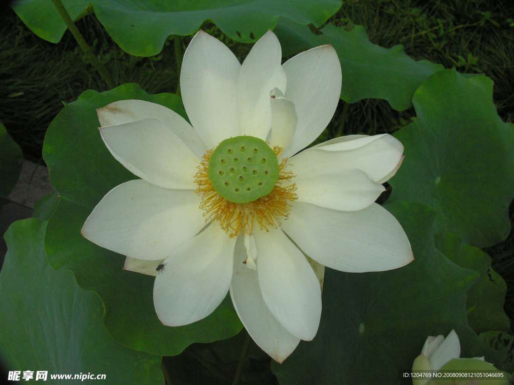 荷花