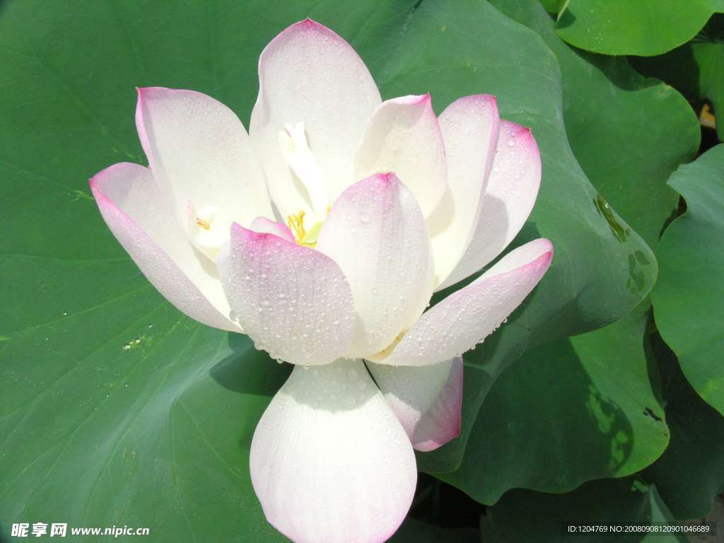 荷花