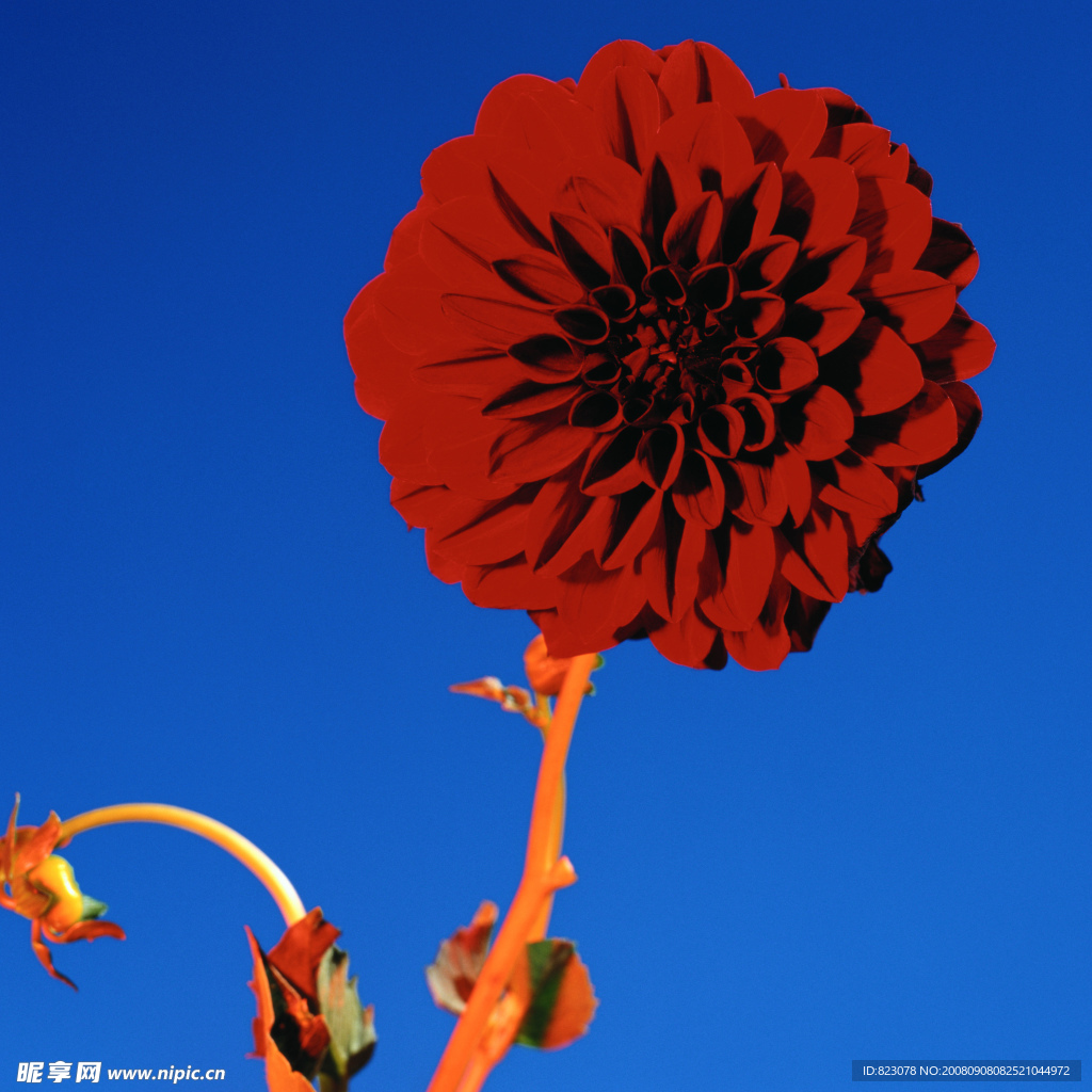 大丽菊