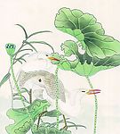 白鹭荷叶