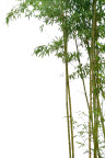 植物素材—竹子
