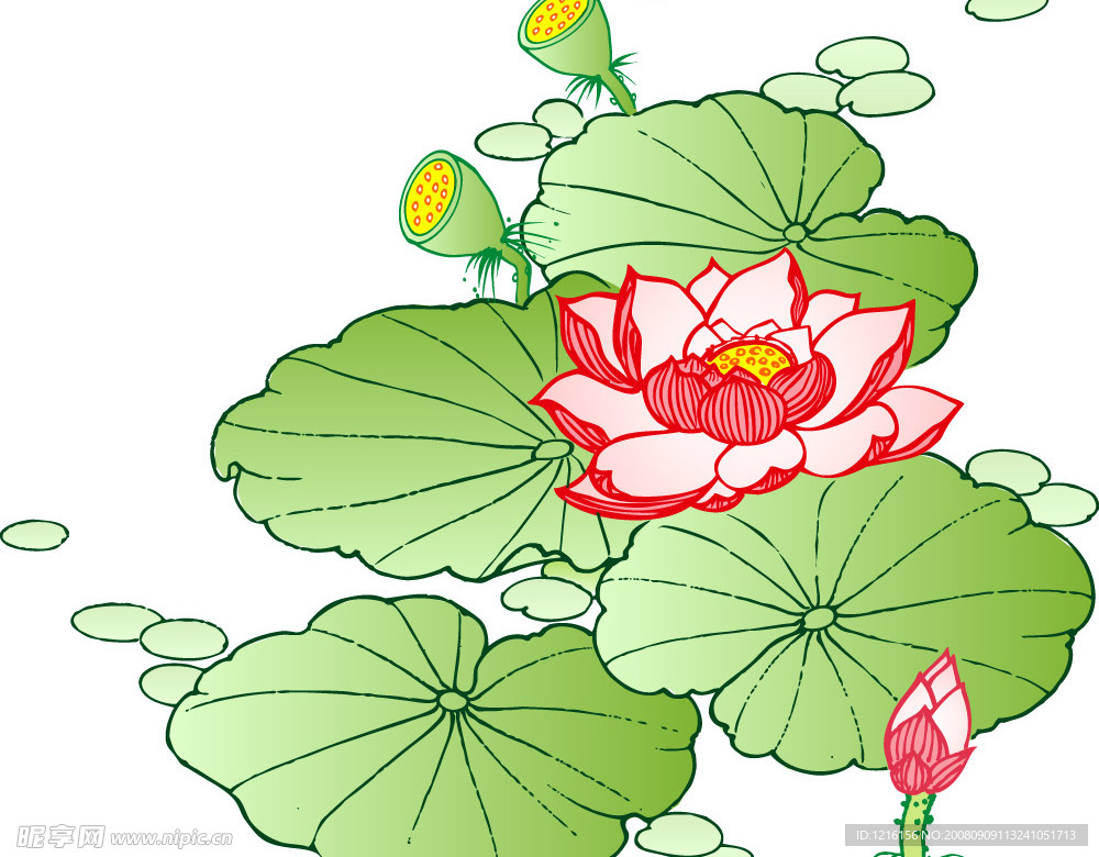 莲花