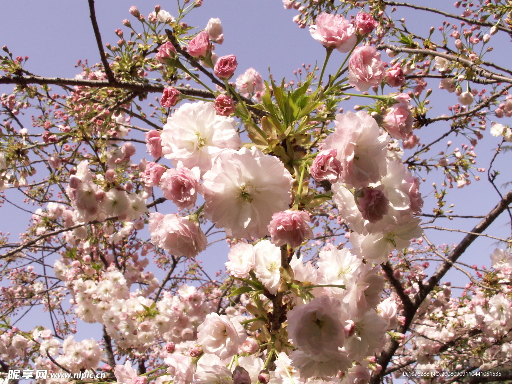 樱花