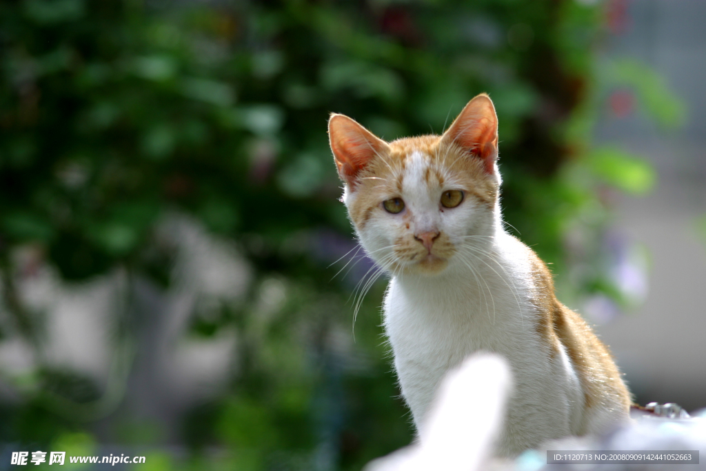 小猫