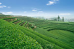茶山茶树茶园