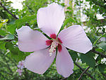 杜鹃花