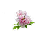 牡丹花