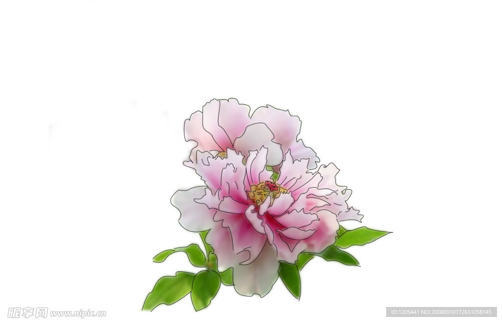 牡丹花