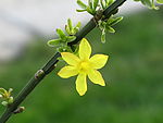 迎春花