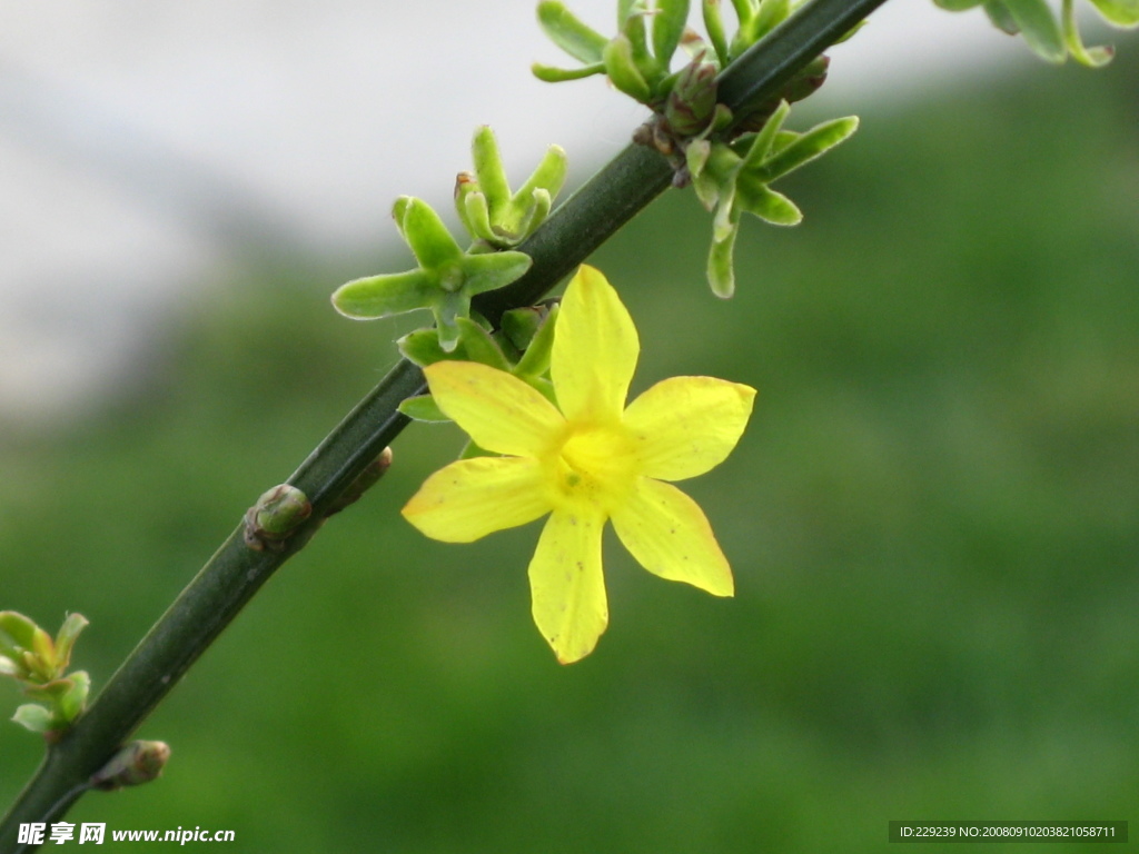 迎春花