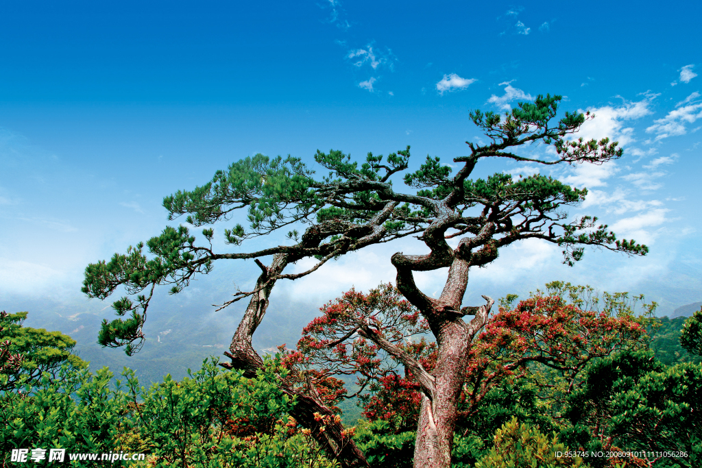 五指山松树